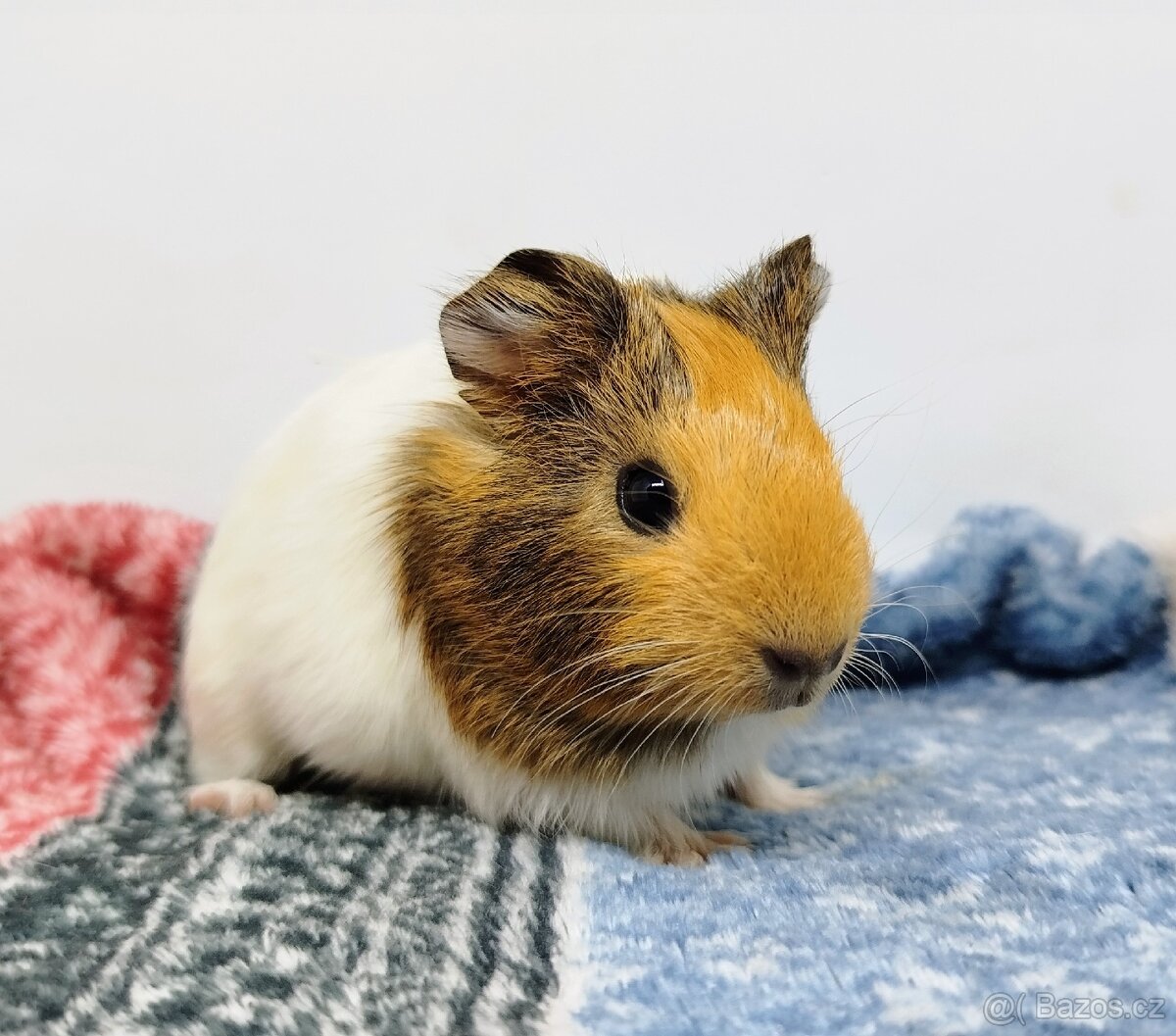 Morče, Morčata, Morčátko, Morčátka - SAMIČKY - 7