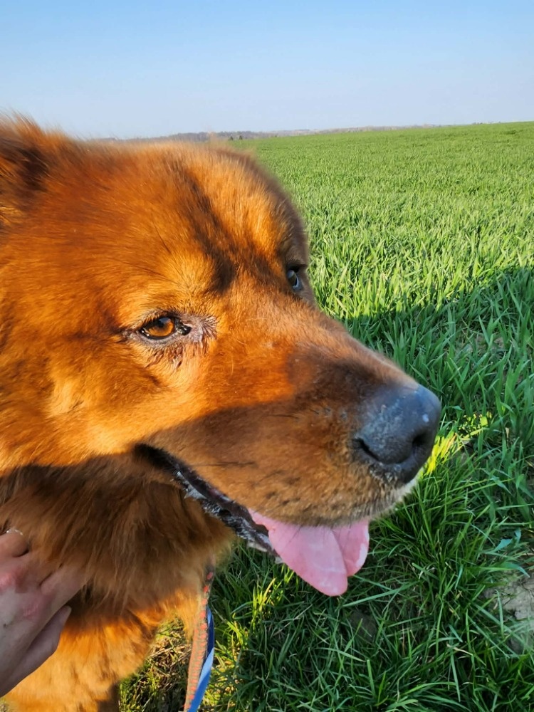 Chundelatý Brit - 7