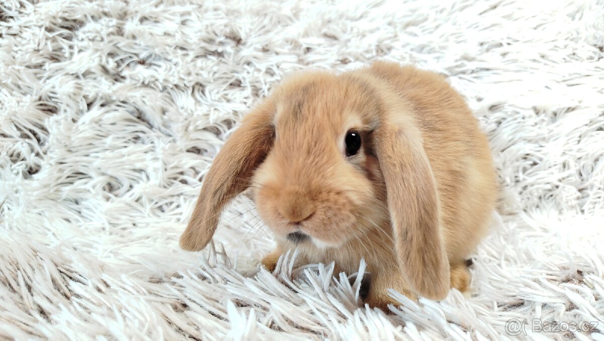 Zakrslý beránek, králíček, králík - JAYDEN - 7