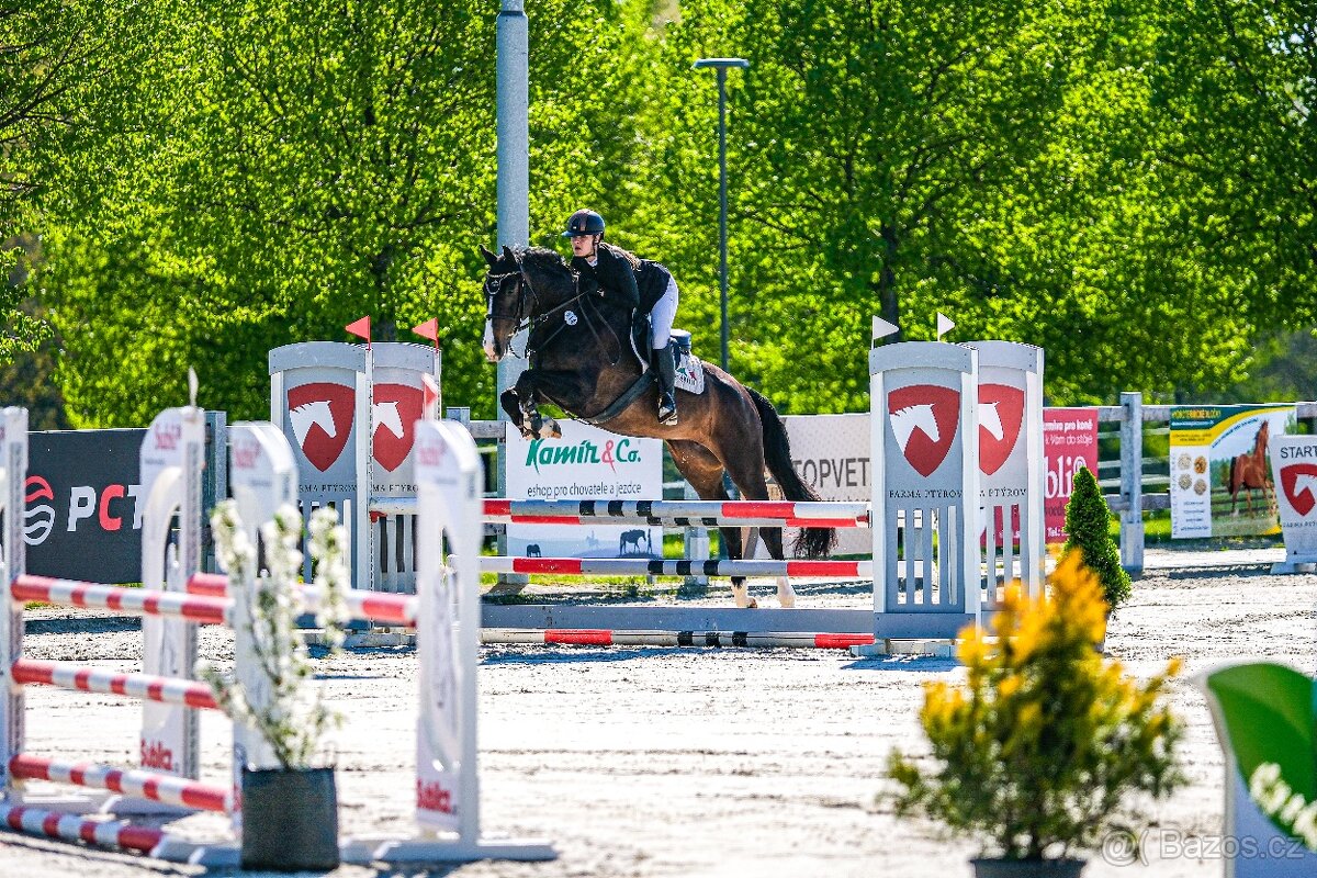 Klisna do sportu a na rekreaci - 7