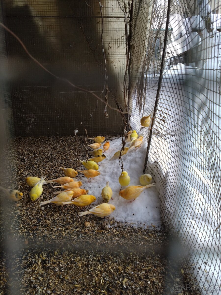 Prodám letošní odchovy. 2025 - 7