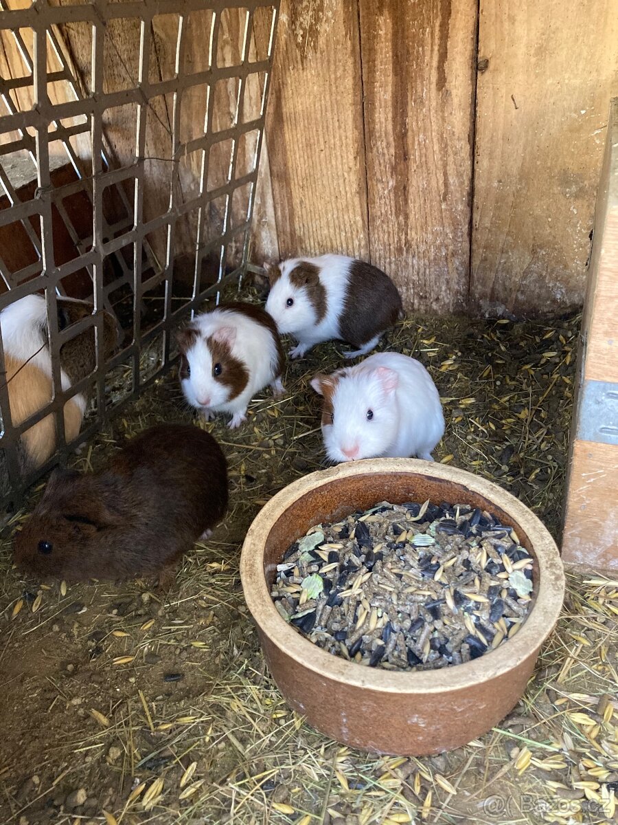 Prodám morčata - 7