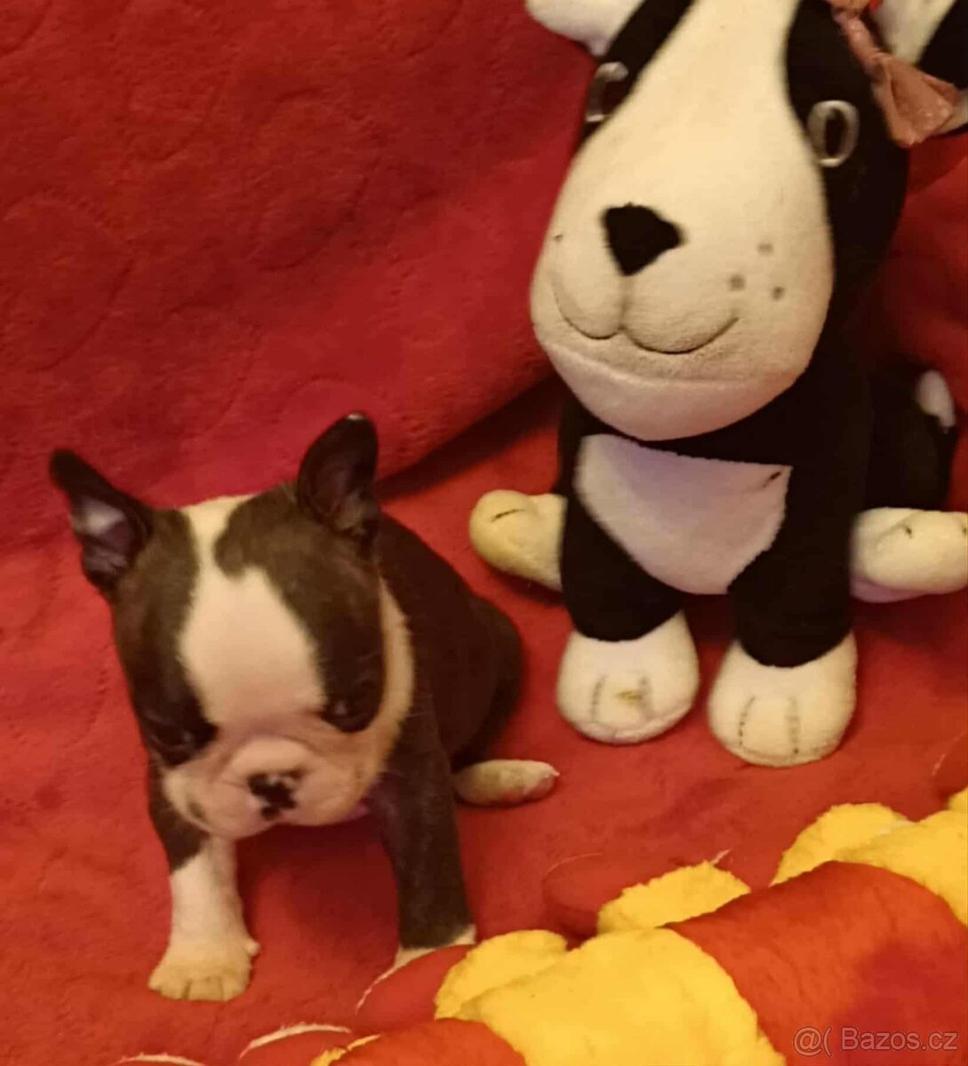 Boston,Bostonský teriér,Boston Terrier s PP - 7