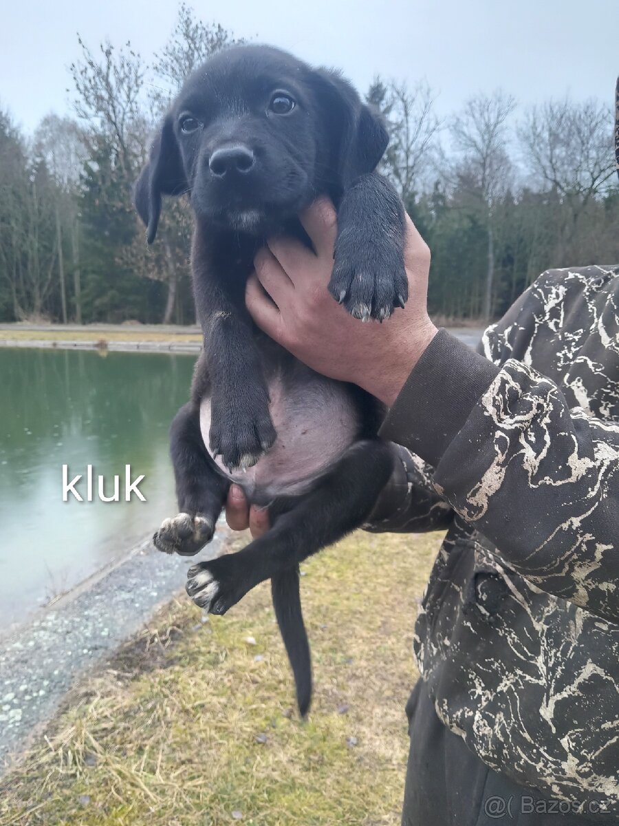 Poslední Vánoční štěňátka - 7