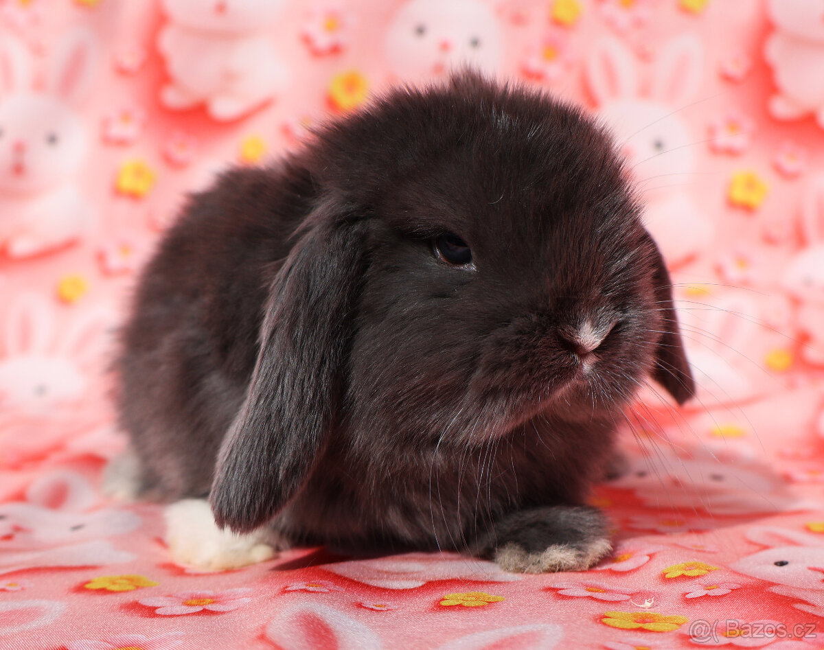 Zakrslí beránci NHD . - 7