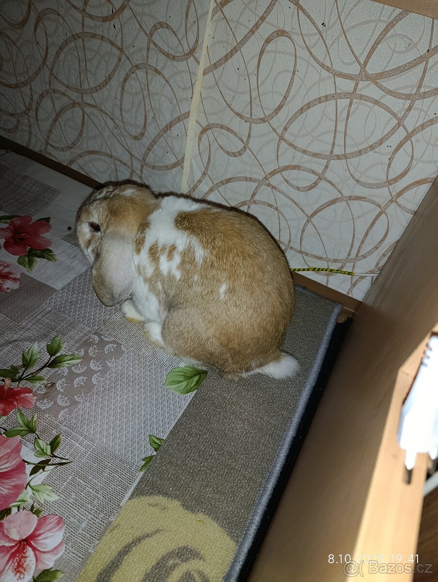 Králík - 7