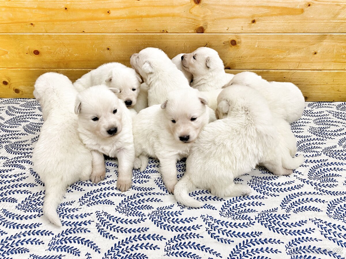 Bílý švýcarský ovčák s PP-štěně - 7