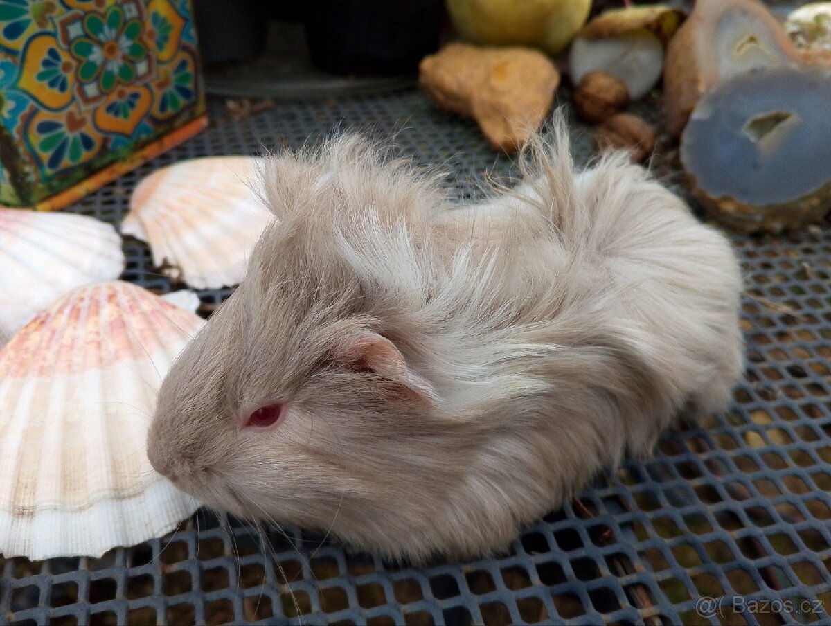 Morčátko holčička - 7