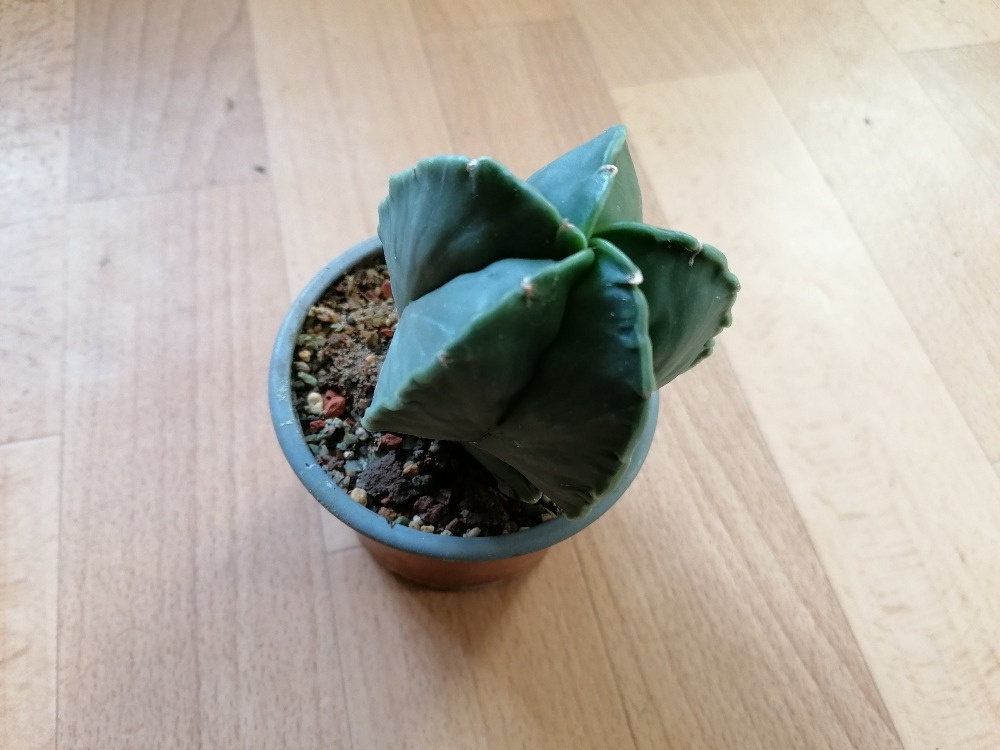 Krásný beztrnný kaktus Astrophytum Myriostigma Nudum - 7