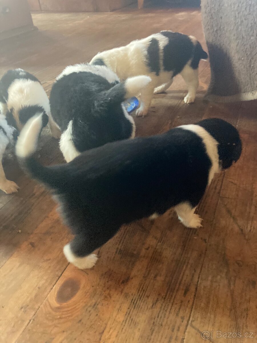 štěňata border kolie kříženci - 7
