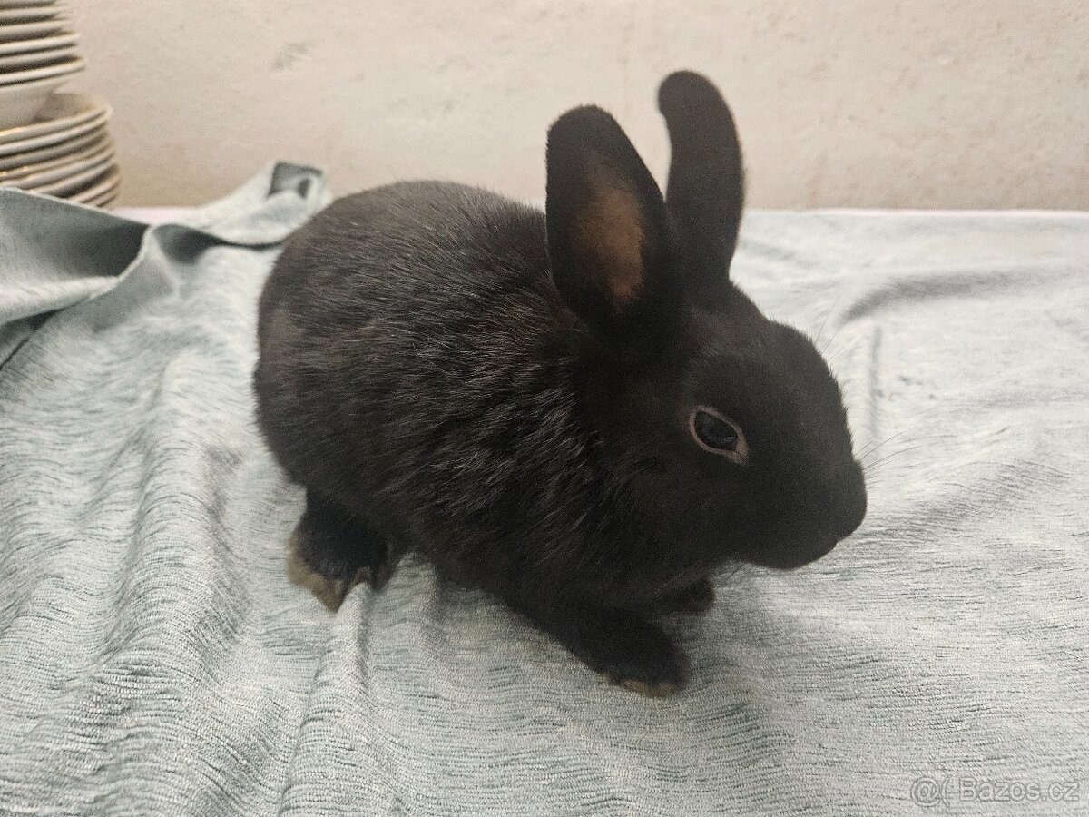 Zakrslý králíček - 7