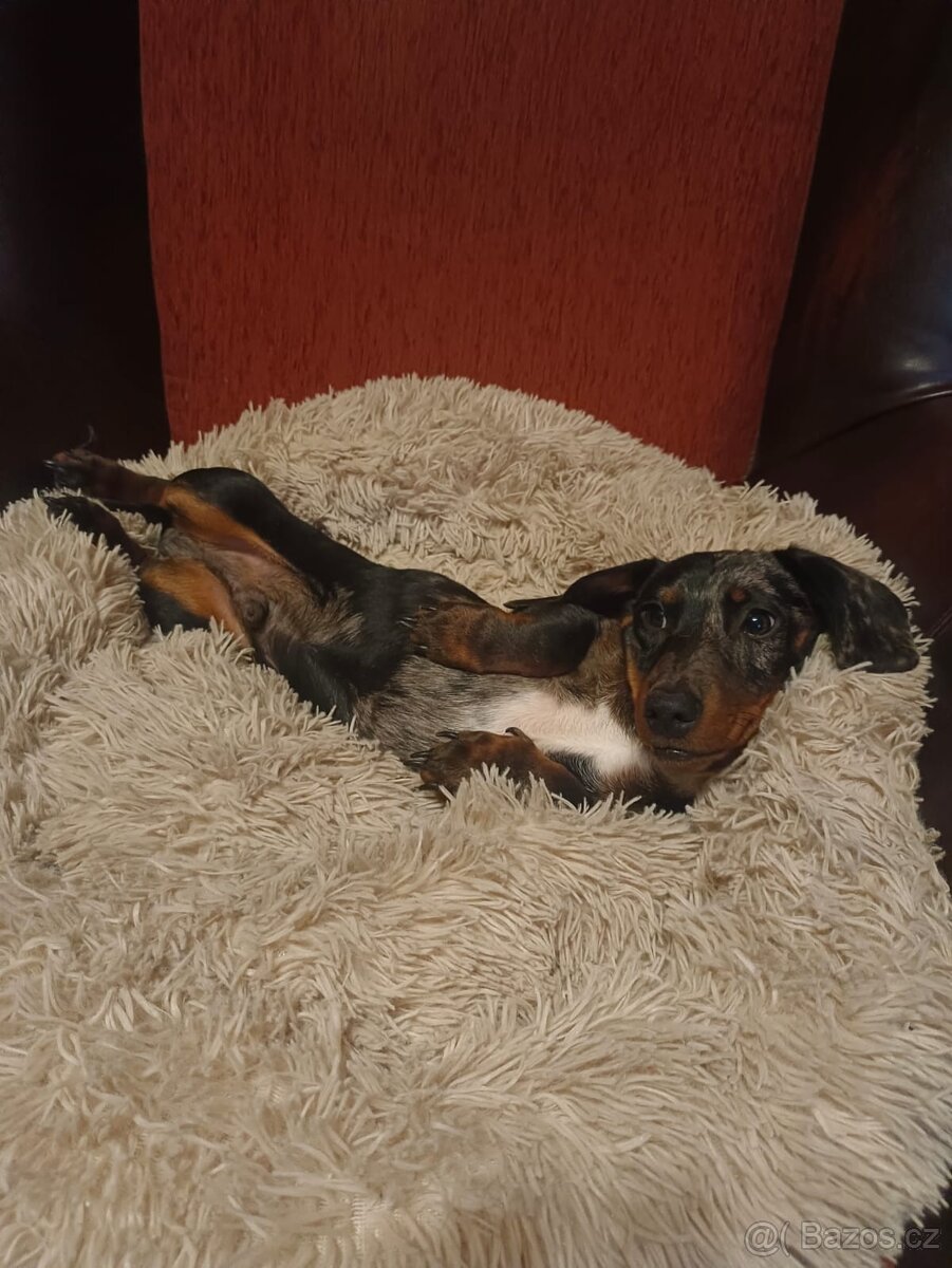 Jezevčík hladkosrstý trpasličí - 7