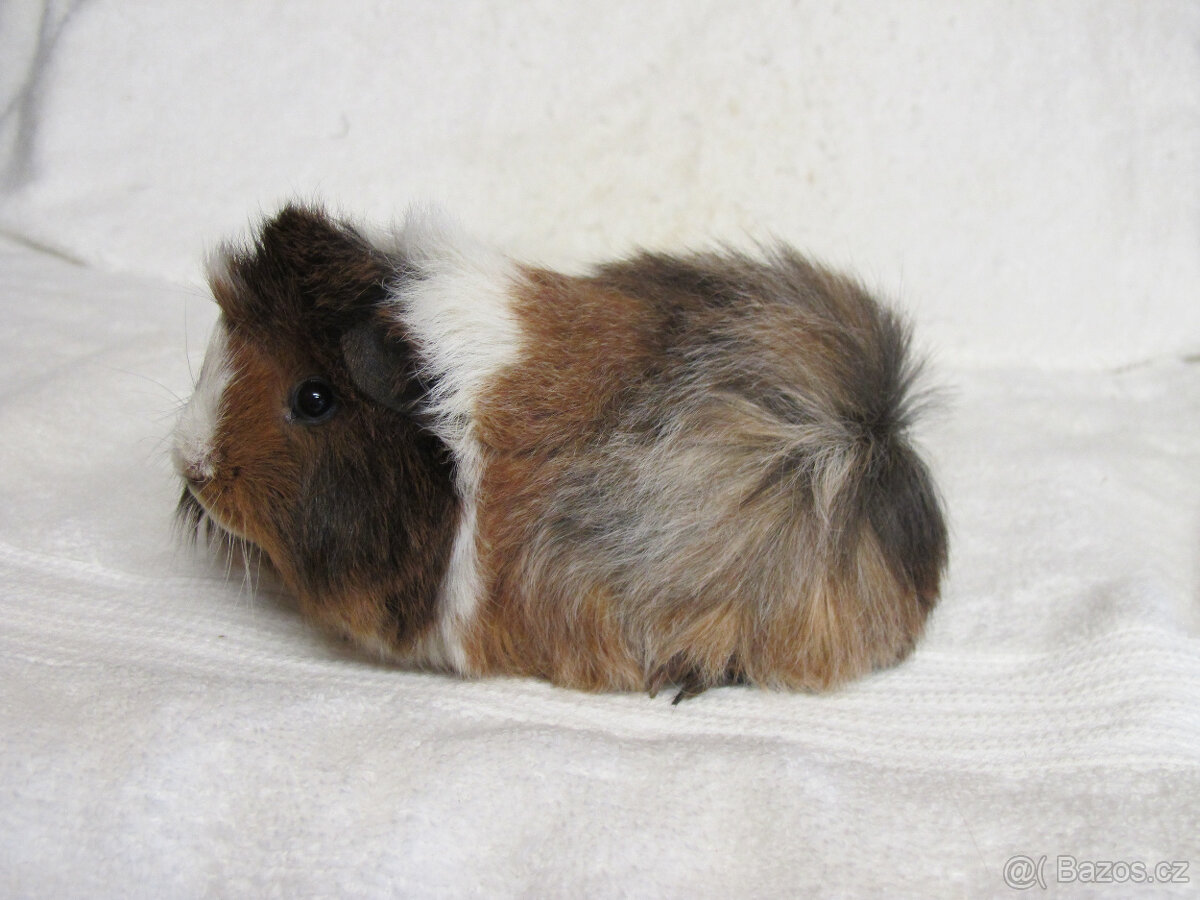 Morče peruánec - 7