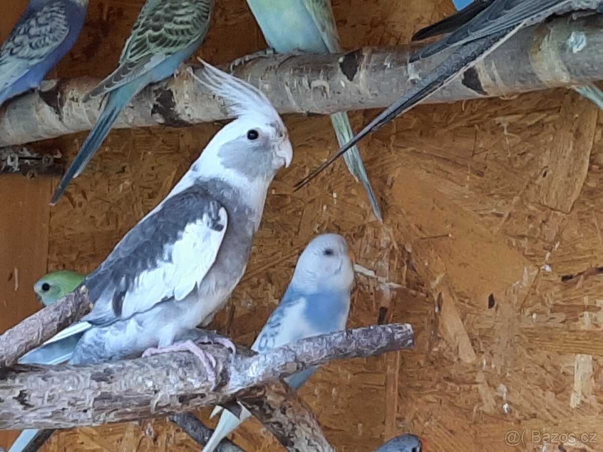 Korely ... korela - 7