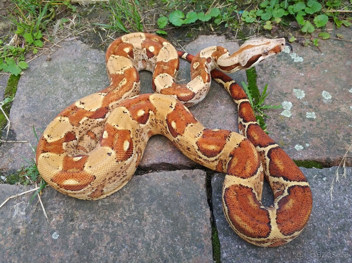 Boa imperator - Paradise Sunglow Aztec, Sunglow Motley - 7