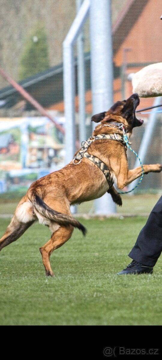 Belgický ovčák malinois s PP - 7