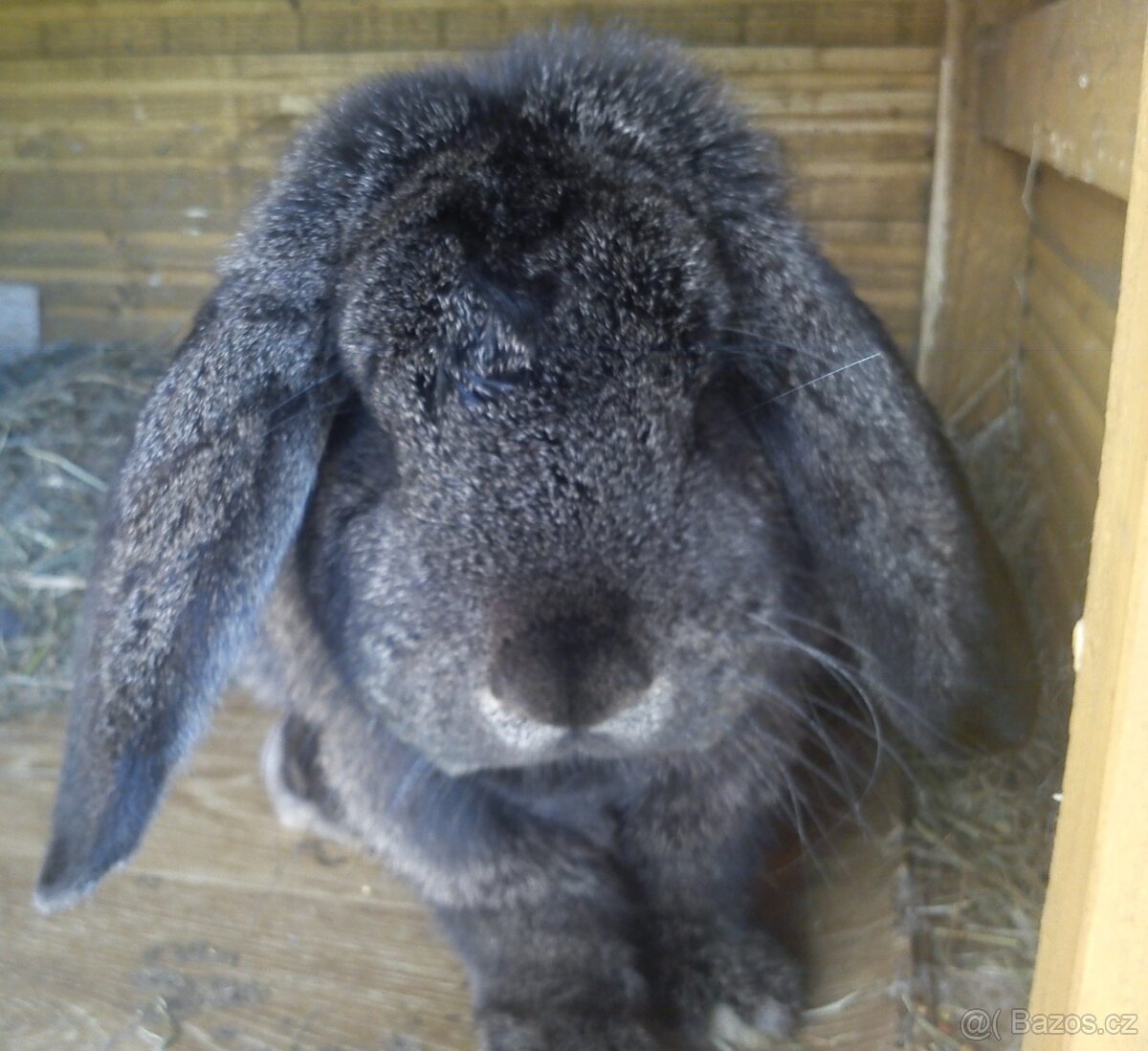 Francouzský Beran - Samice - 7