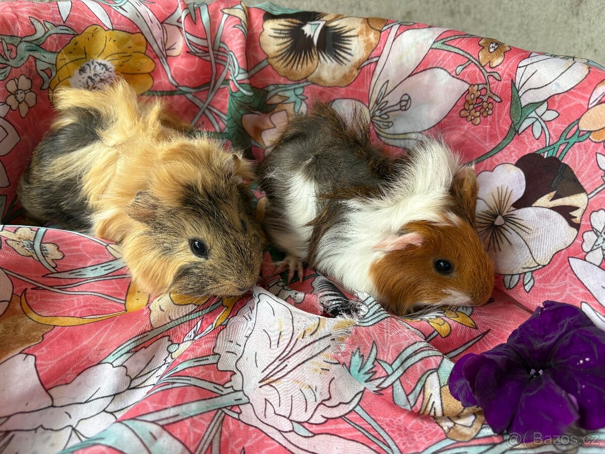 MORCE , MORČATA , MORČÁTKA 🐹 - 7