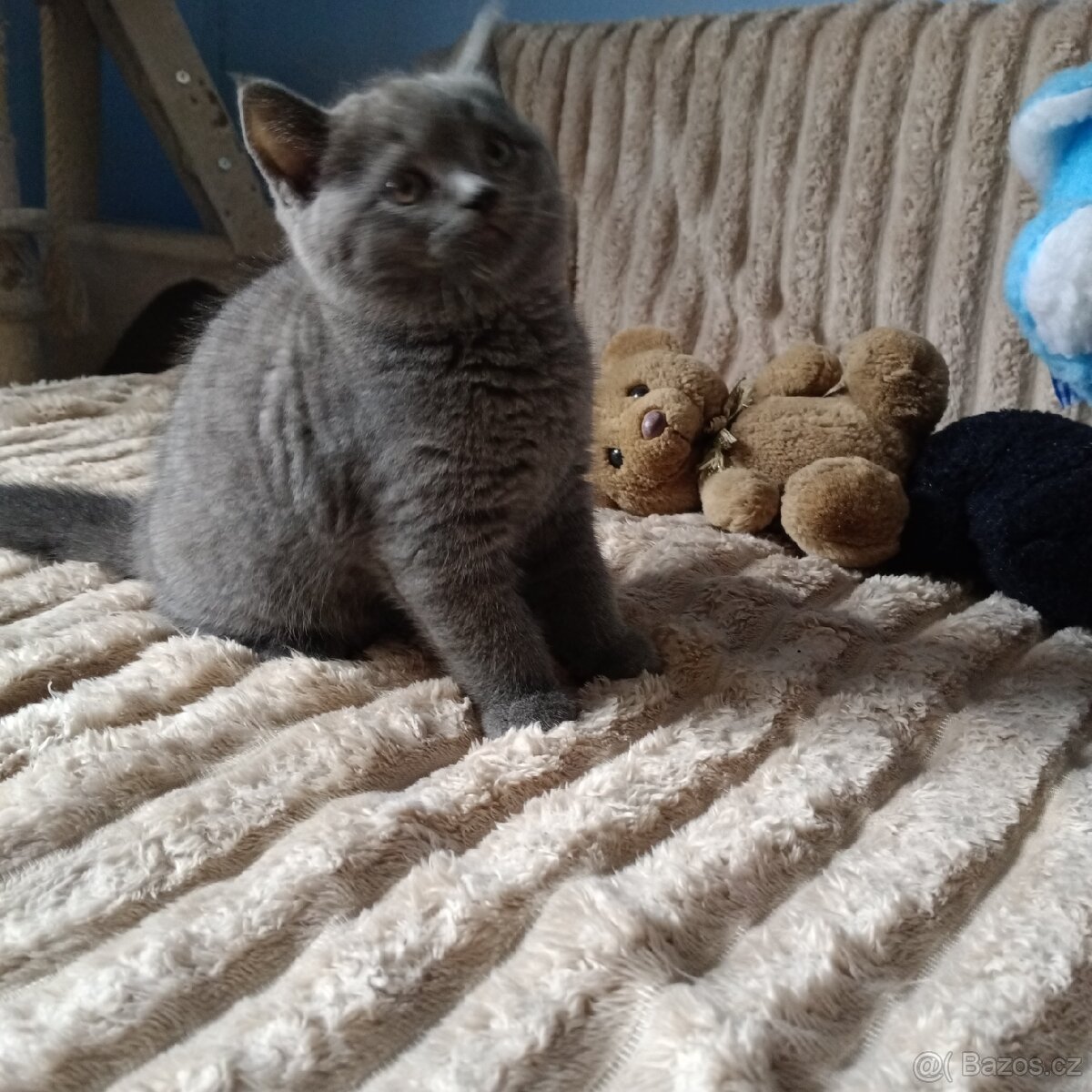 Britská koťata - 7