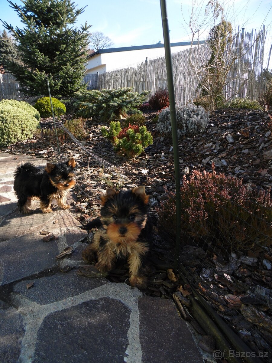 Jorkšírský terrier s PP - 7
