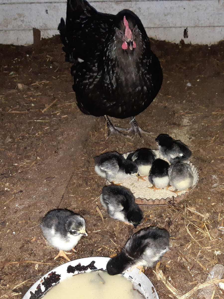 Násadová vejce Zerzejsky obr, yersey gigant - 7