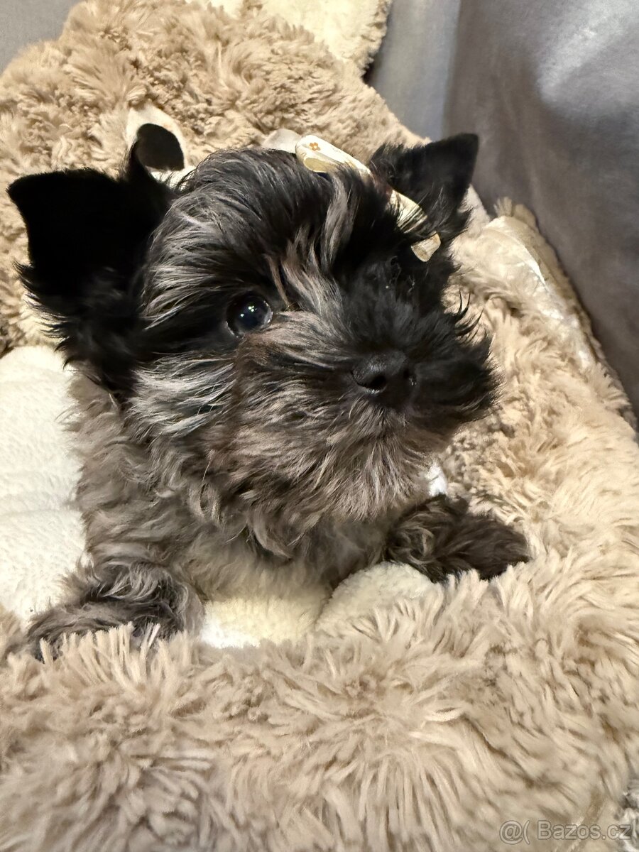 Jorkširský teriér pejsek s PP - 7