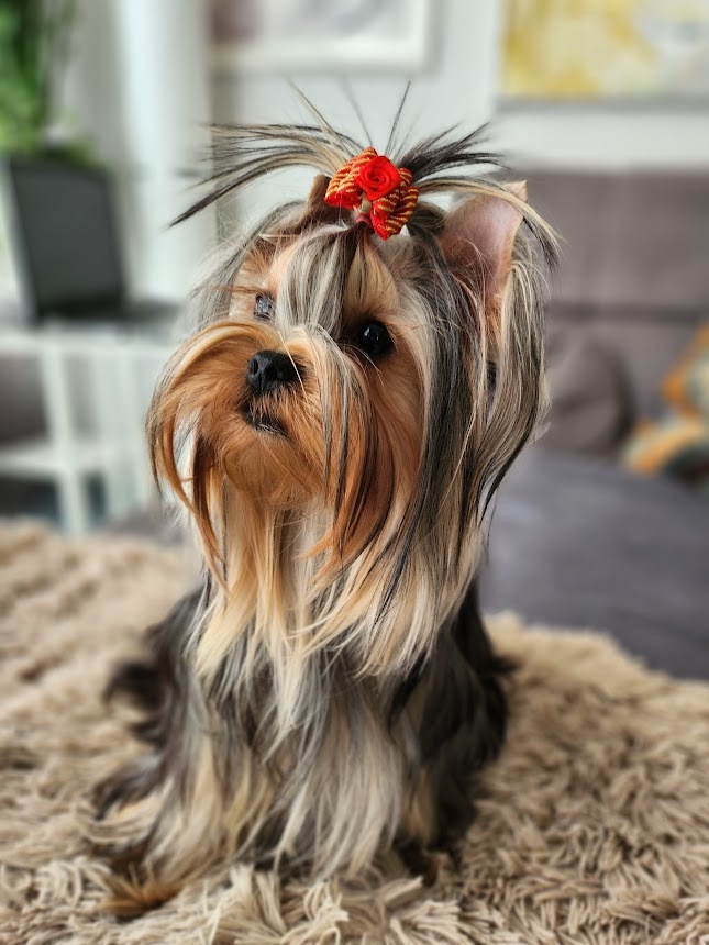 Jorkšírský teriér s PP FCI - 7