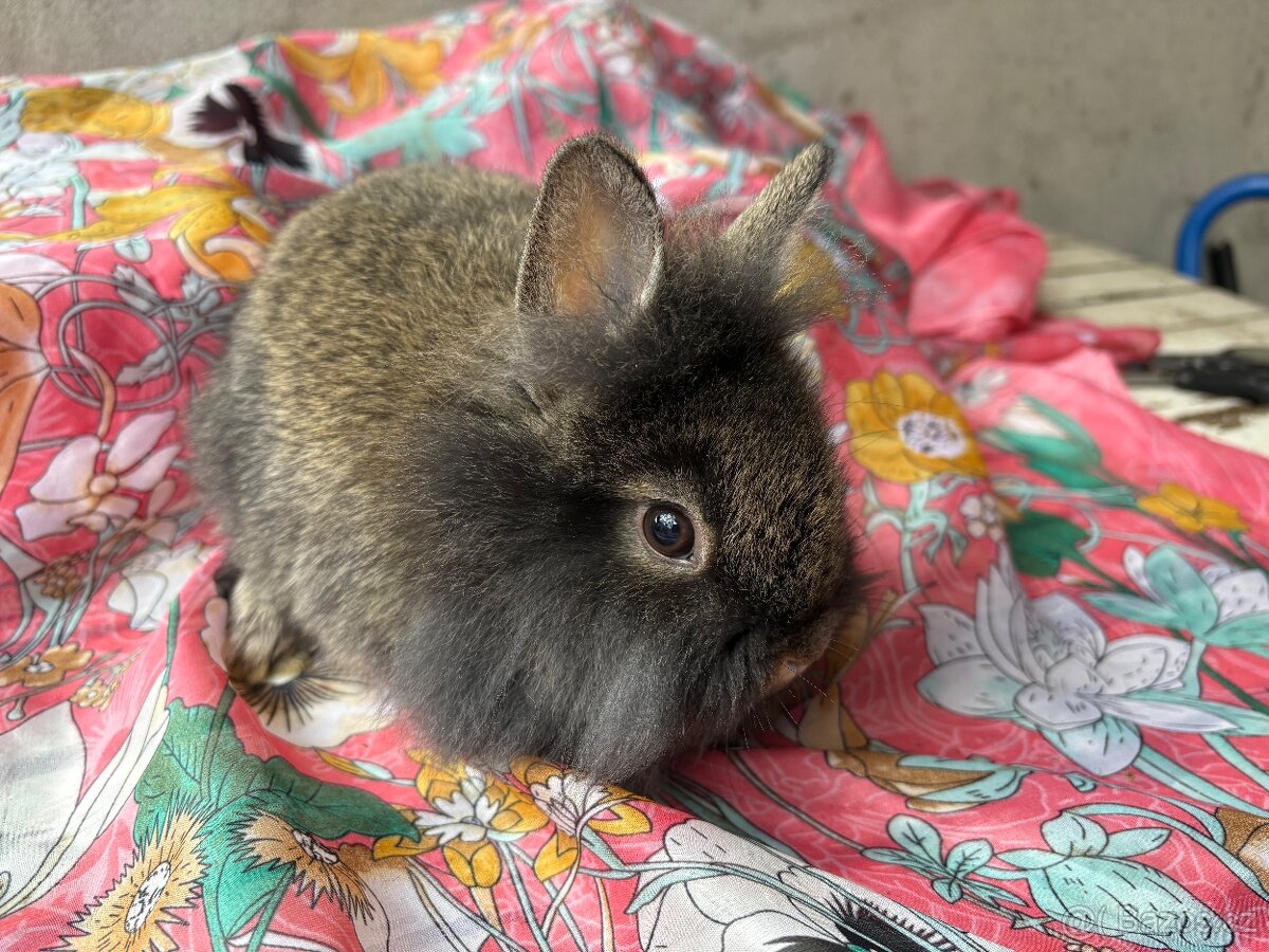 Zakrslá samička Králíčka ❤️ - 7