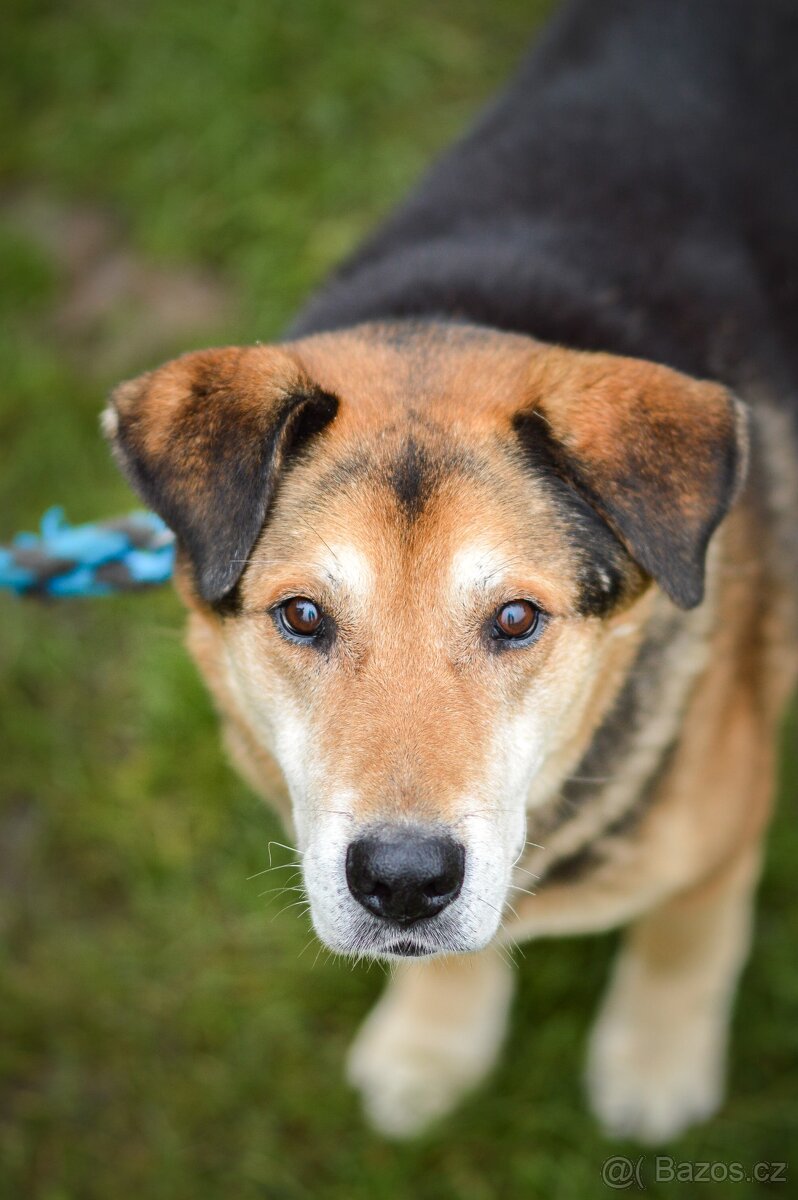 Rex - x Německý ovčák, hodný klidný pes, 10 let - 7