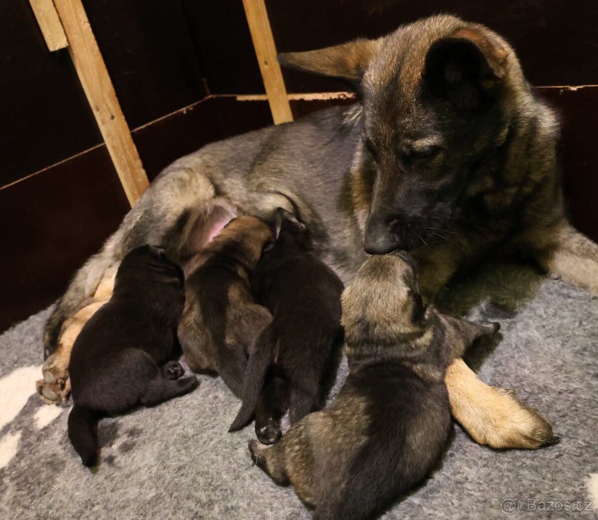 Německý ovčák štěňata s PP ❤️ - 7
