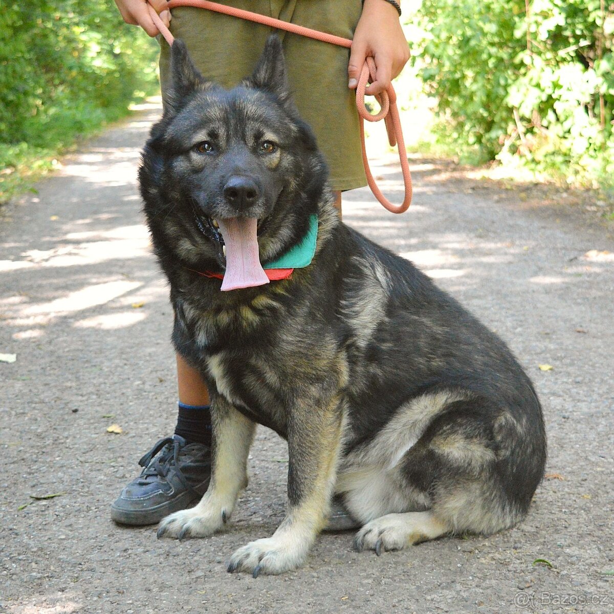 🐾 SIMBAD – energický hrdina s velkým srdcem - 7