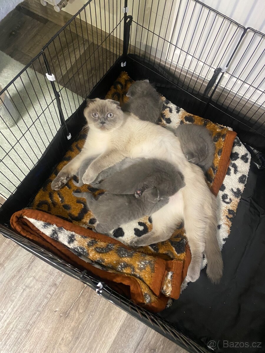 Britští koťátka - 7