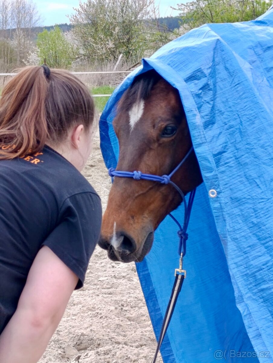 Klisna / Klusák / 7let / Prodej - 7