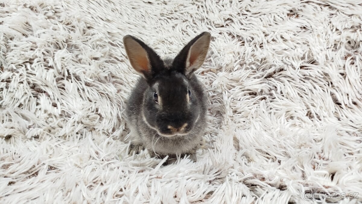 Zakrslý králík, králíček- (REX) DAISY - 7