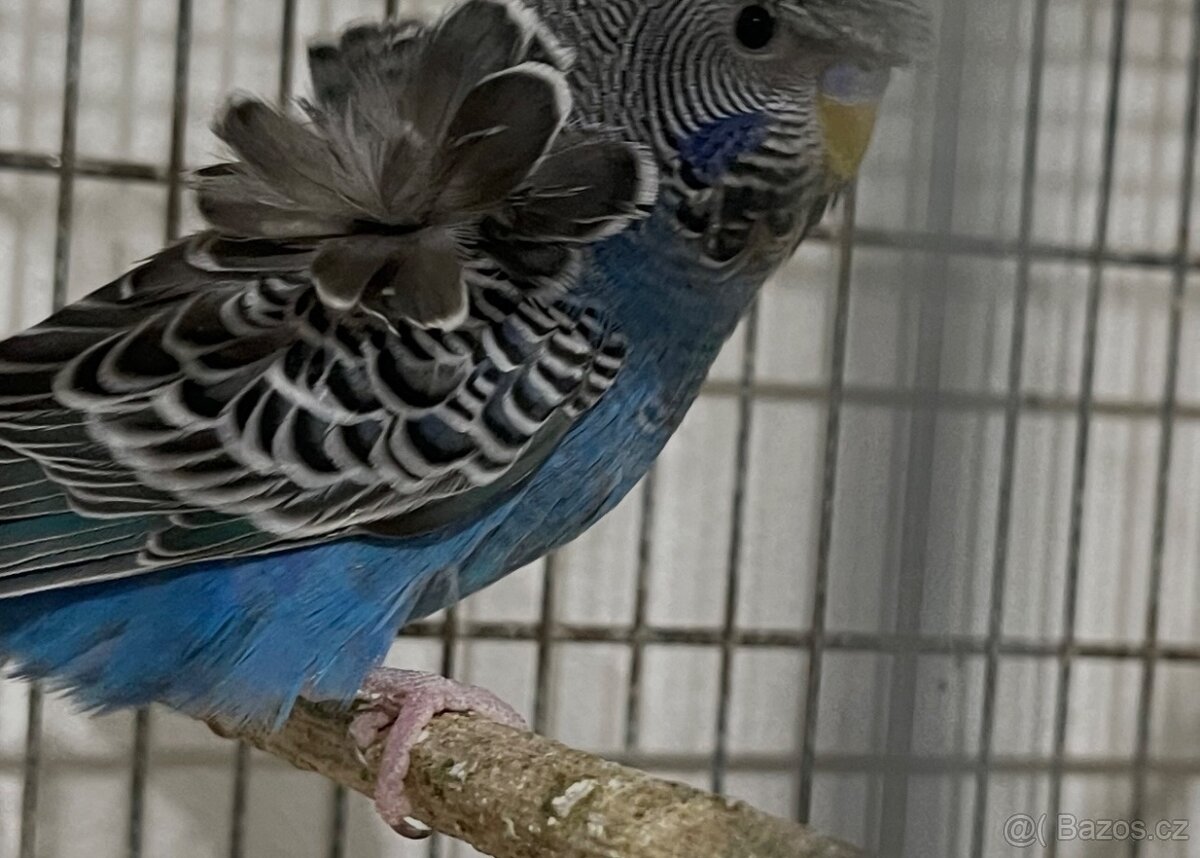 Andulka Blackface Hagoromo (helikoptéra) - 7