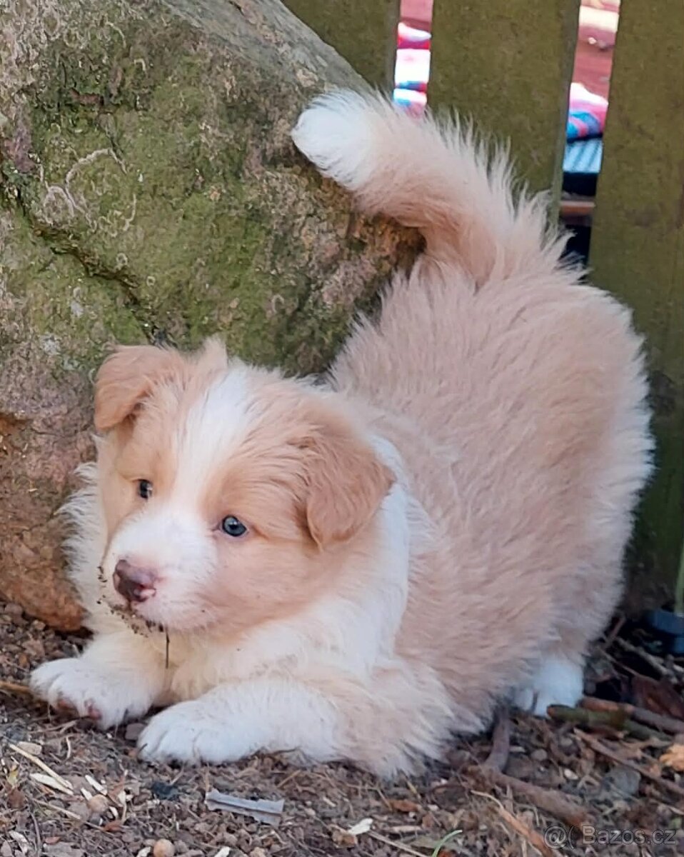 border kolie ee - red - 7