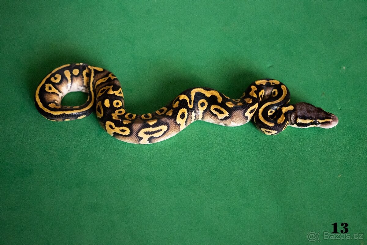 Krajta královská/python regius - 7