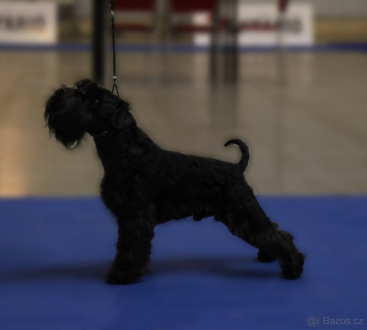 Knírač malý černý s PP - 7