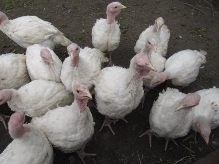 Káčata,mulardy,housata... - 7