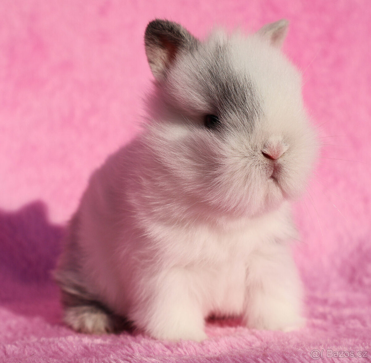 Zakrslý krátkouchý králíček lvíček . - 7