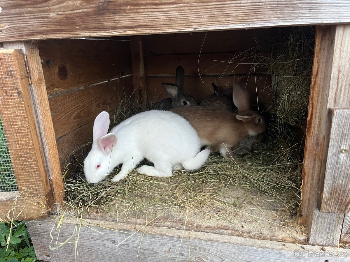 Králíci - 7
