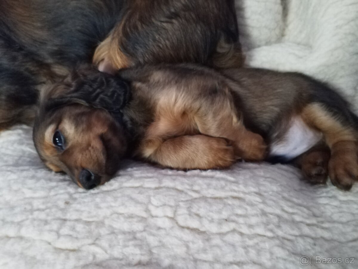 Jezevčík dlouhosrstý trpasličí - 7