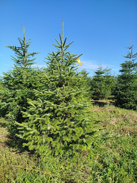 svazek větví jedle kavkazská borovice vánoční stromek - 7