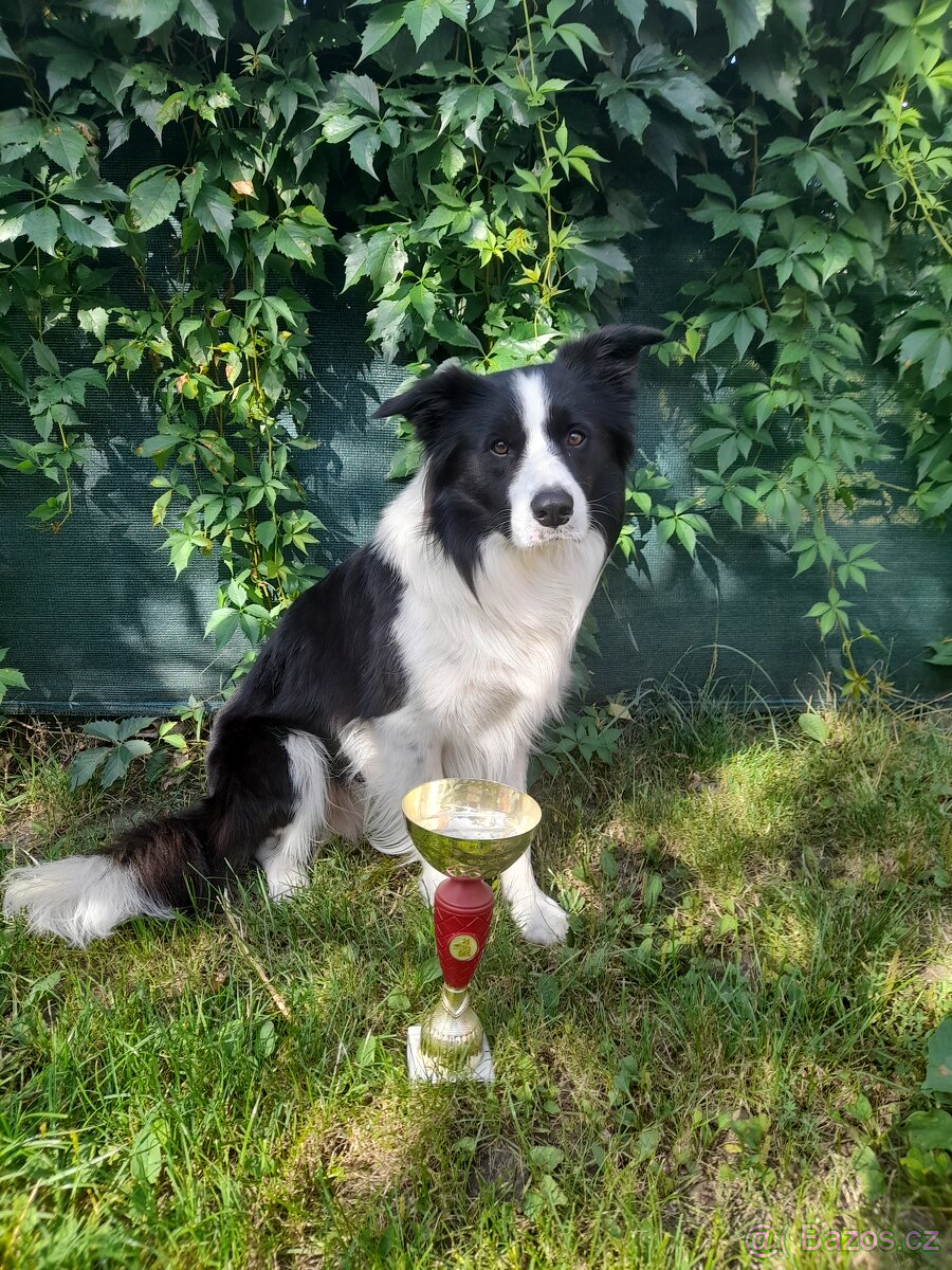 Nabidka kryti bez pp - 7