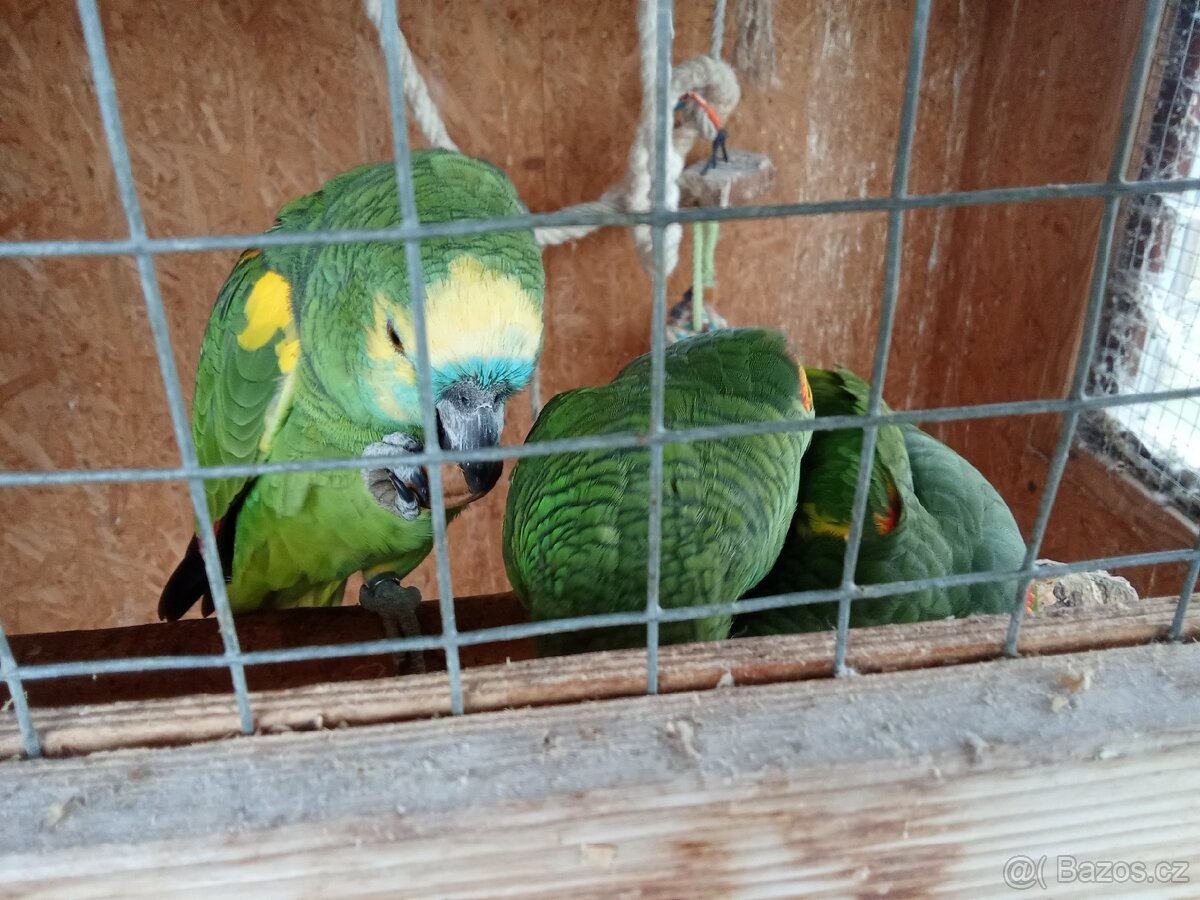 Mládě Amazoňana modročelého - 7