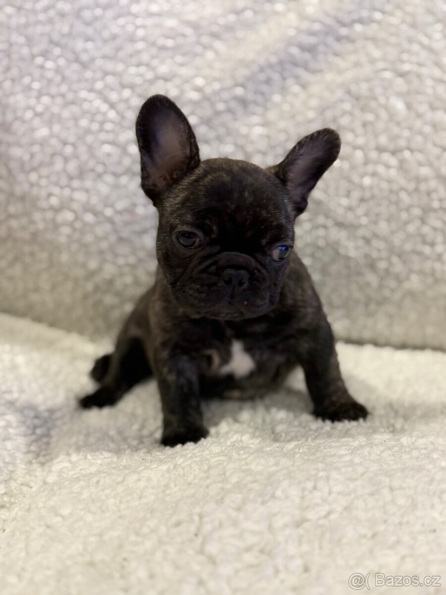 Francouzský buldoček štěňátko s PP - 7