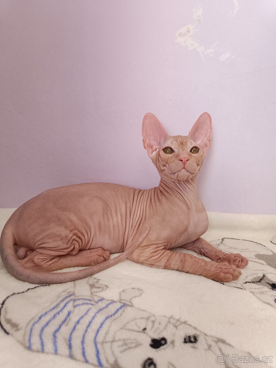 Sphynx - 7