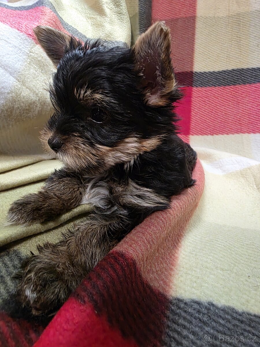 Jorkšířský teriér s PP - 7
