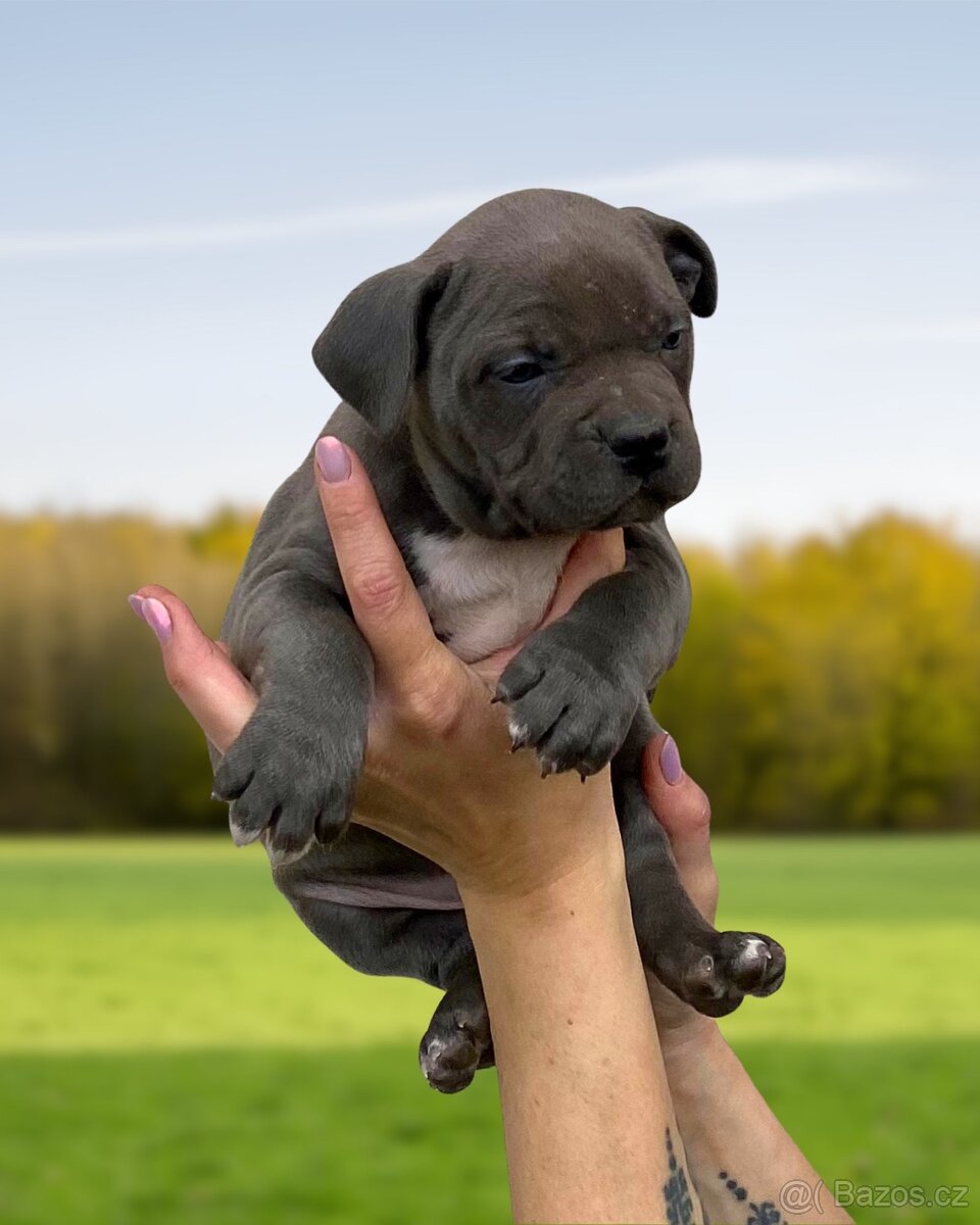 American Bully XL - Exkluzivní spojení šampionů - 7