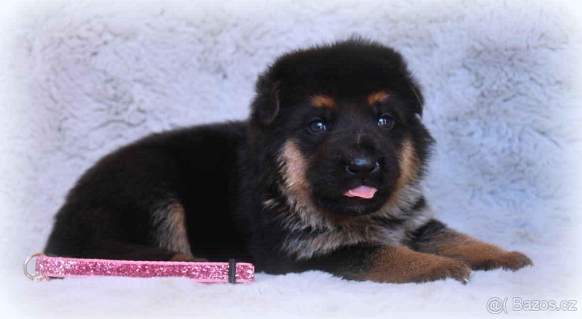 Německý Ovčák - štěňata - 7